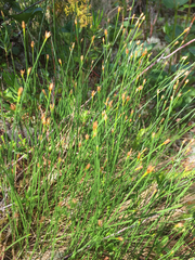 Trichophorum cespitosum