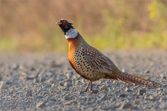 Phasianus colchicus pallasi