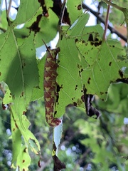 Cypoides chinensis