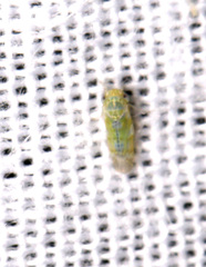 Heteropsylla