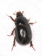 Hybosorus