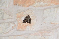 Catocala agrippina