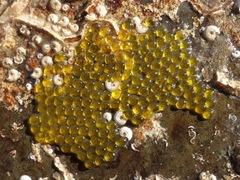Lepadogaster purpurea