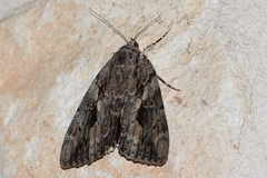 Catocala agrippina