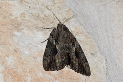 Catocala agrippina