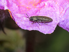 Acmaeodera cisti