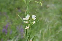 Lathyrus pallescens