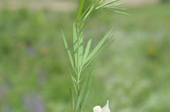 Lathyrus pallescens