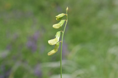 Lathyrus pallescens