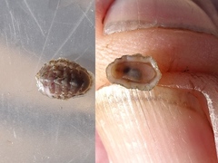 Lepidochitona cinerea