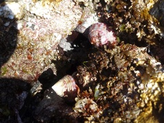 Calliostoma zizyphinum