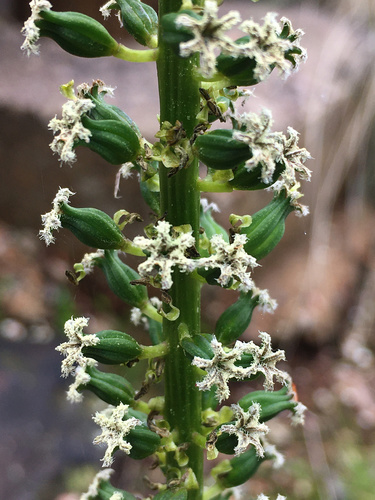 Cycnogeton procerus (Cycnogeton procerus)