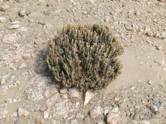 Mesembryanthemum marlothii image