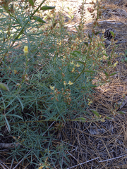 Lupinus angustiflorus
