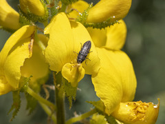 Acmaeodera cisti