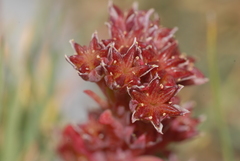 Sedum atratum