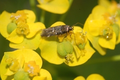 Pancalia schwarzella