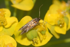Pancalia schwarzella