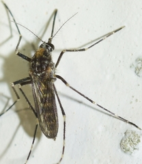 Aedes berlandi