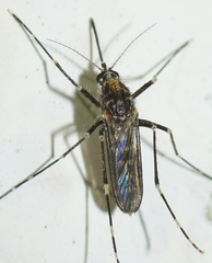 Aedes berlandi