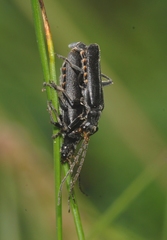 Cantharis tristis
