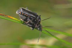 Cantharis tristis