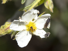 Acmaeodera cisti