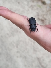 Dorcus parallelipipedus
