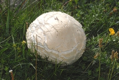 Agaricus crocodilinus