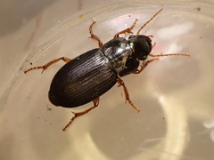 Harpalus laevipes