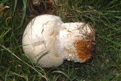 Agaricus crocodilinus