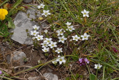 Arenaria ciliata multicaulis