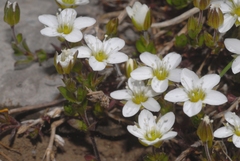 Arenaria ciliata multicaulis