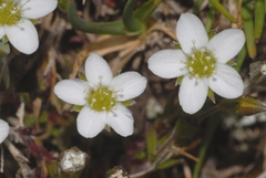 Arenaria ciliata multicaulis