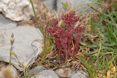 Sedum atratum