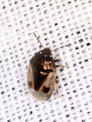 Crocistethus waltlianus