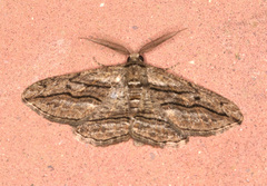 Menophra thuriferaria
