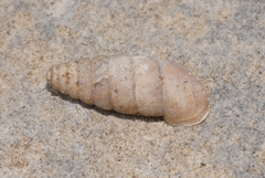 Abida secale