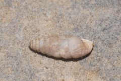 Abida secale