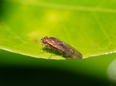 Cnemospathidinae