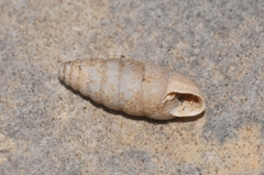 Abida secale
