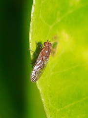Cnemospathidinae