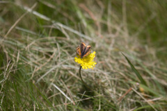 Lycaena phlaeas hypophlaeas