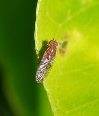 Cnemospathidinae