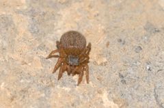 Euophrys alticola