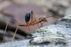 Leptomyrmex rufipes