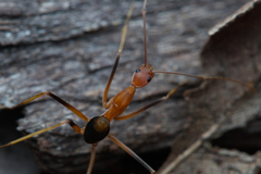 Leptomyrmex rufipes