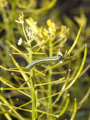Euchloe eversi