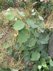 Magnoliopsida