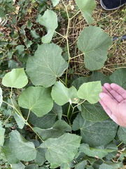 Magnoliopsida